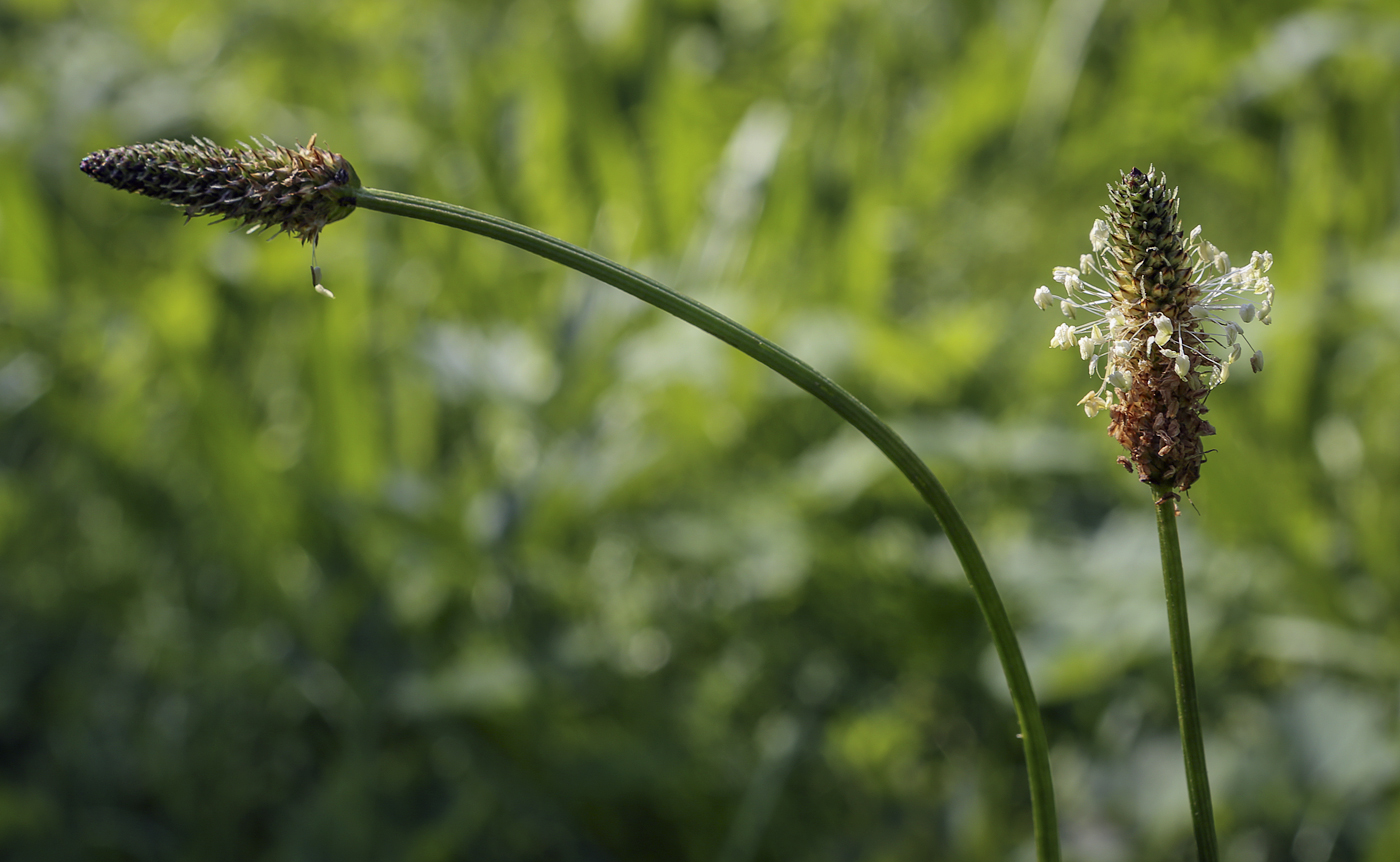 Image of Plantago lanceolata specimen.