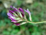 Astragalus buschiorum. Соцветие. Дагестан, Гунибский р-н, ущелье р. Кара-Койсу. 23.04.2010.