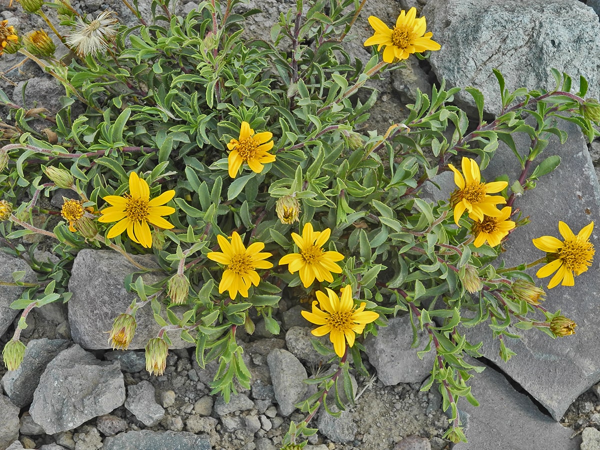 Image of Haplopappus diplopappus specimen.