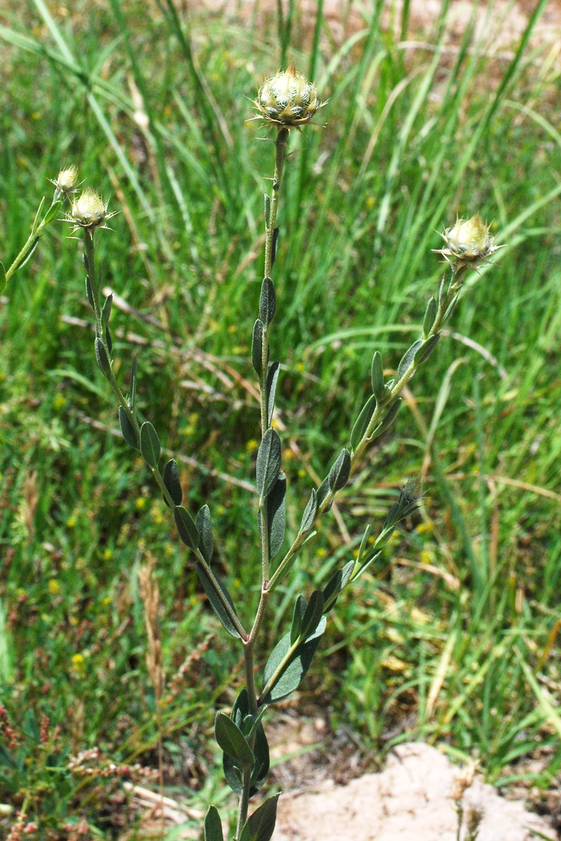 Image of Stizolophus balsamita specimen.