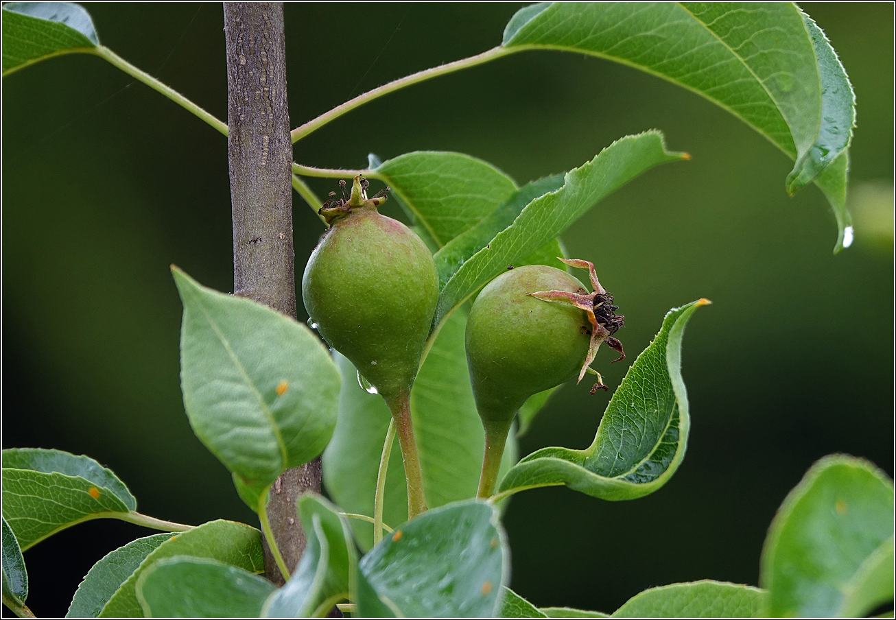 Image of Pyrus communis specimen.