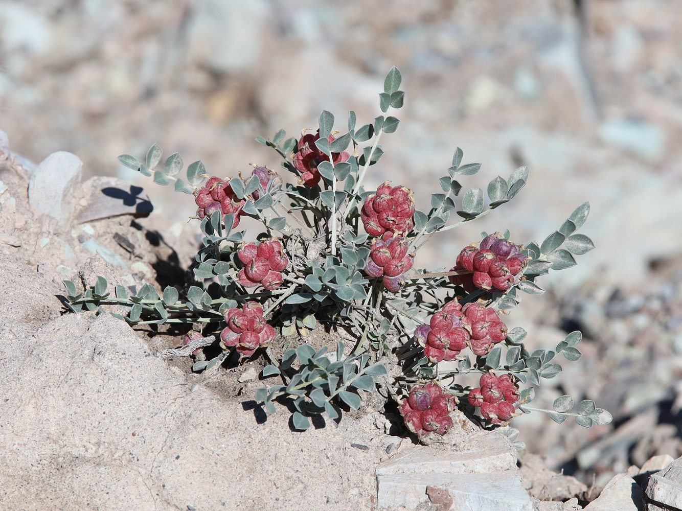 Image of Astragalus calycinus specimen.