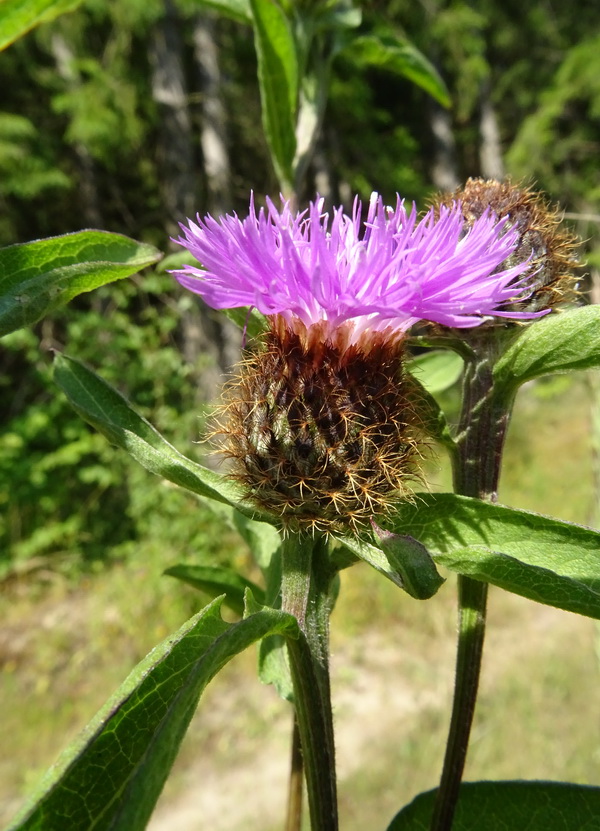 Image of Centaurea phrygia specimen.