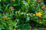 Смотреть изображение Hypericum linarioides