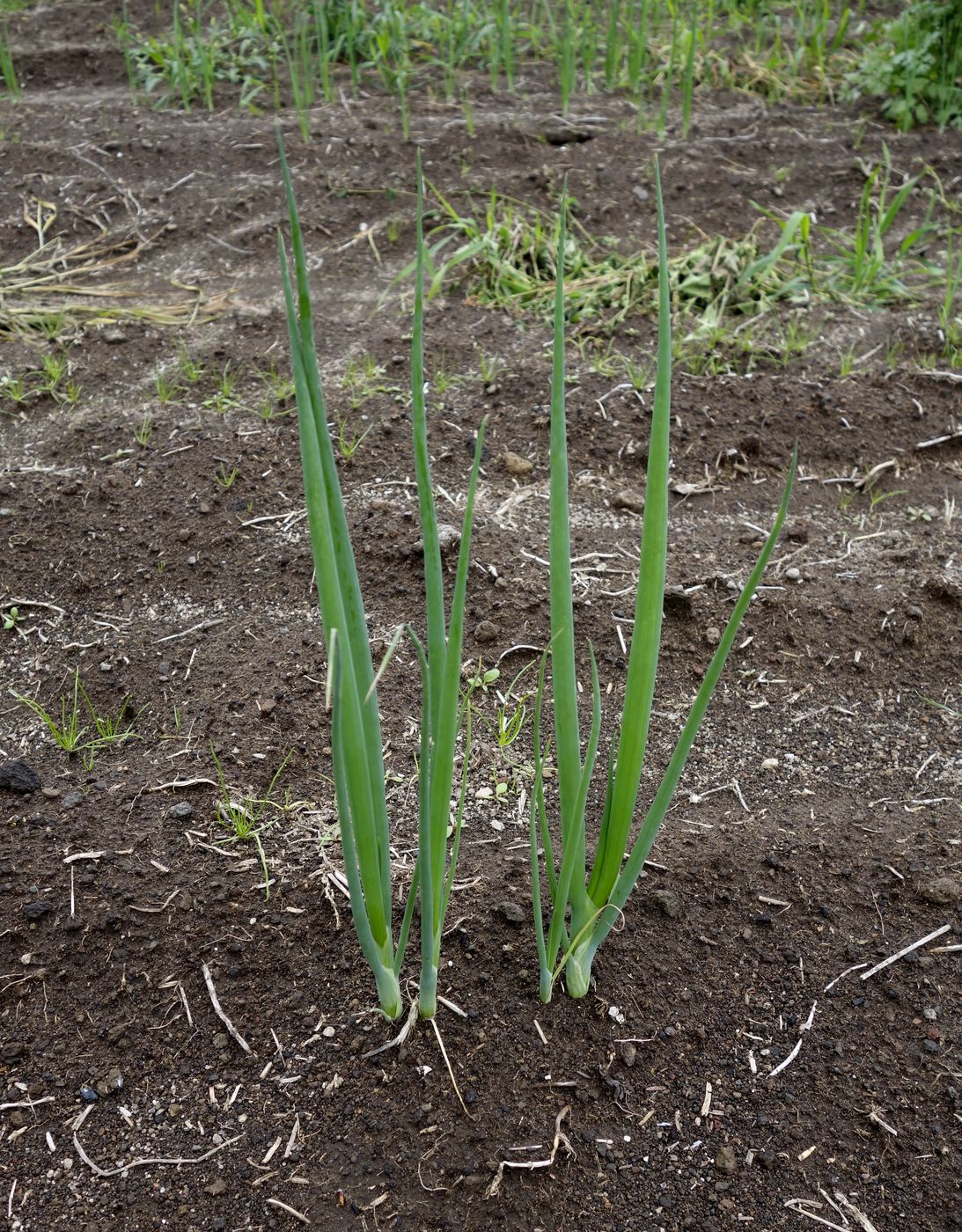 Image of Allium cepa specimen.