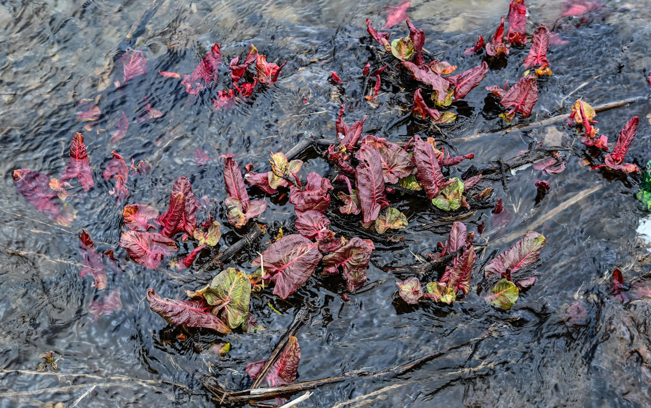 Image of genus Rumex specimen.