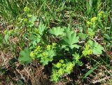 genus Alchemilla. Цветущее растение. Полярный Урал, верховье р. Харуты, кустарничковая тундра. 11.07.2007.