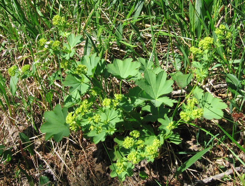 Изображение особи род Alchemilla.