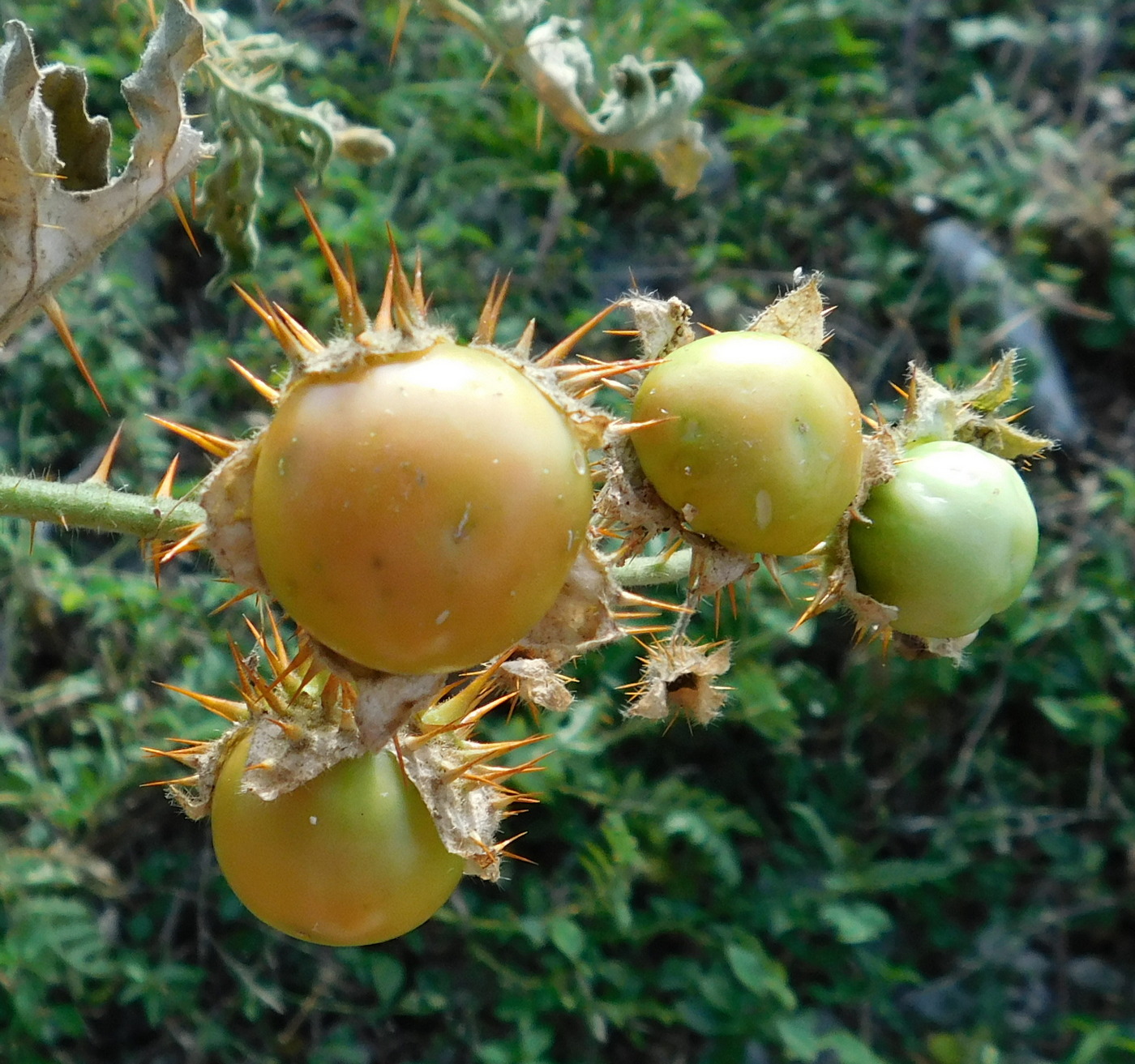 Изображение особи Solanum carolinense.