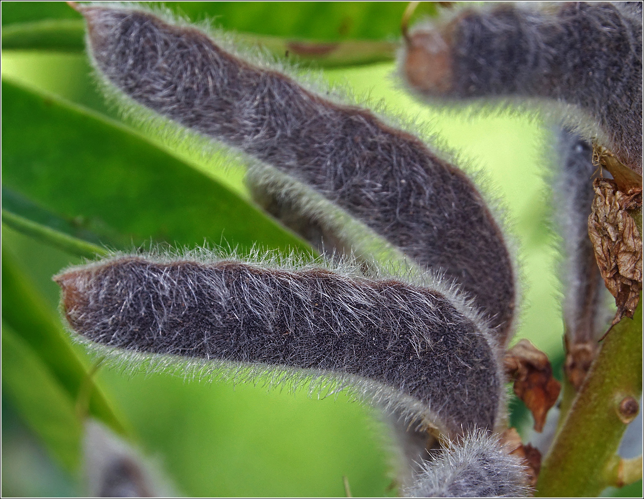 Image of Lupinus polyphyllus specimen.