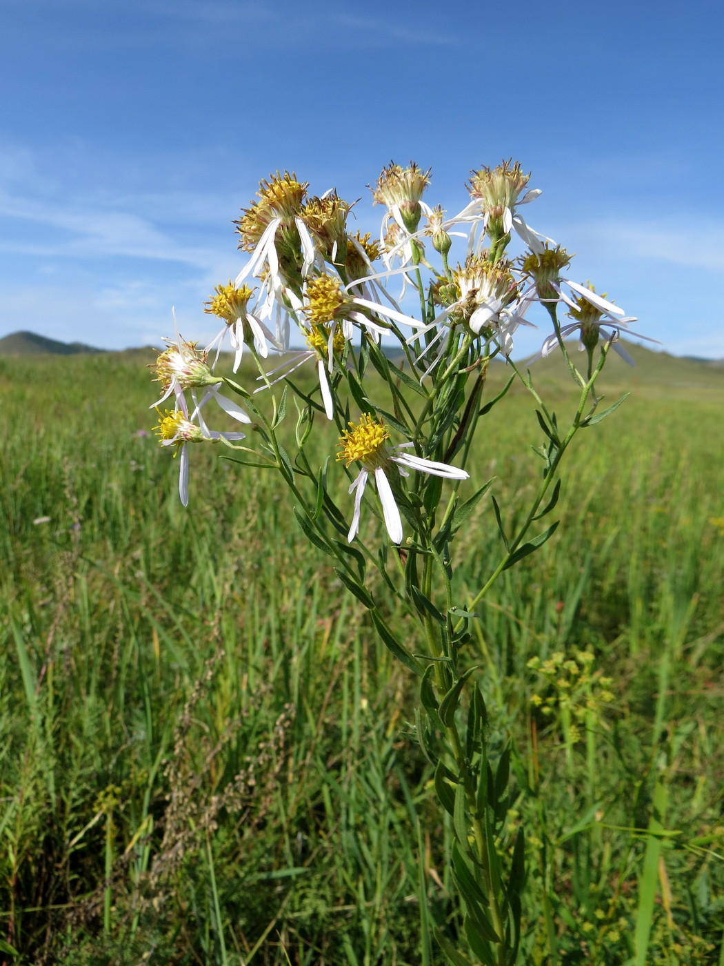 Image of Galatella biflora specimen.