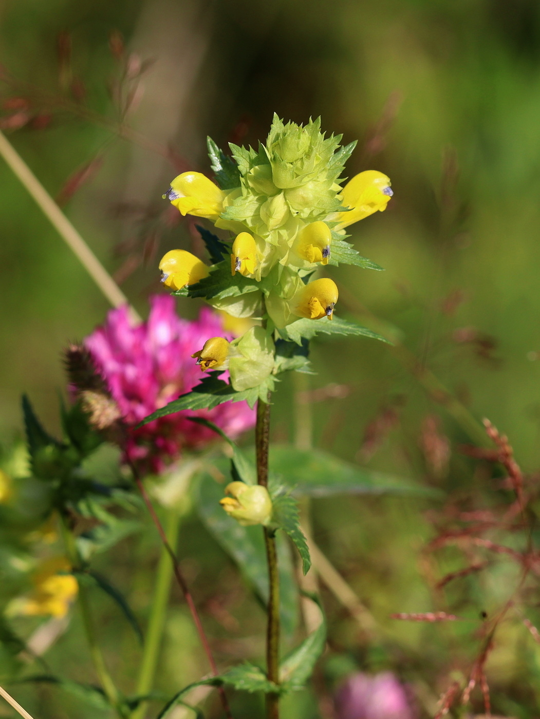 Image of Rhinanthus serotinus specimen.