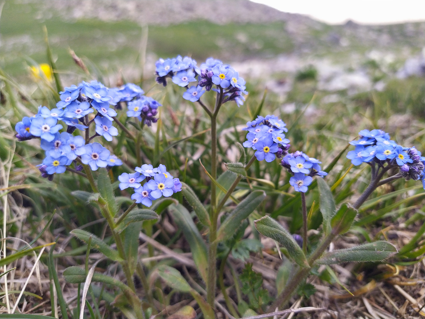 Image of Myosotis alpestris specimen.