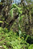 Polygonatum multiflorum