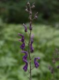 Aconitum septentrionale