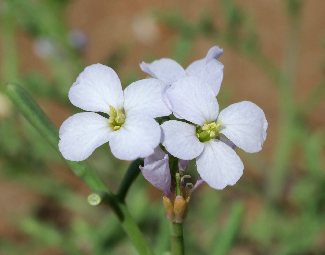 Image of Cakile euxina specimen.