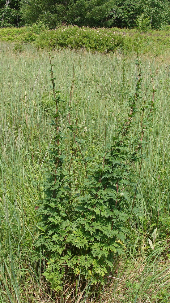 Изображение особи Aconitum sczukinii.