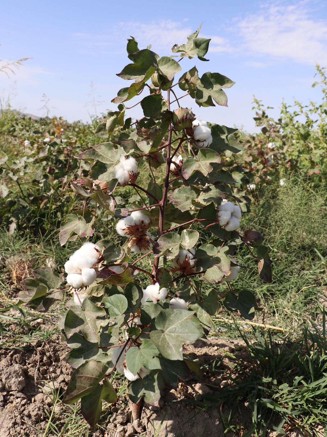 Изображение особи Gossypium hirsutum.