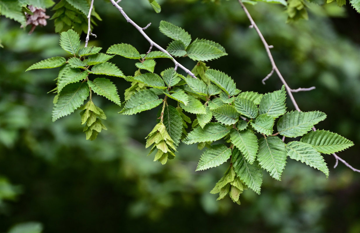 Image of Carpinus orientalis specimen.