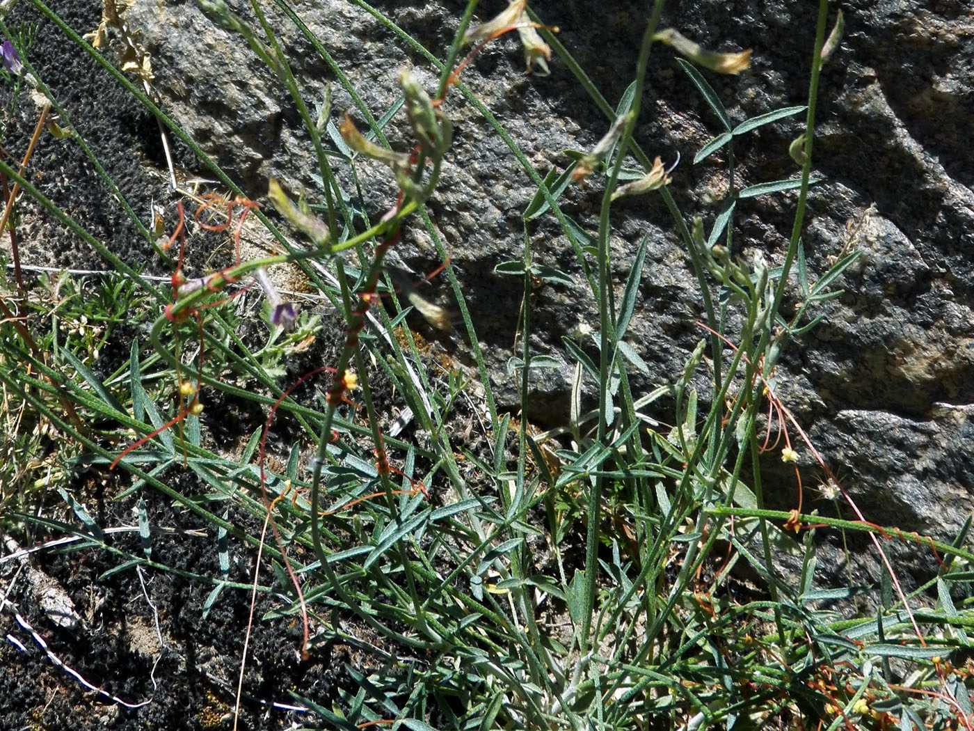 Image of Astragalus schachdarinus specimen.