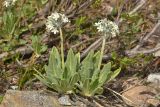 Primula bayernii. Цветущие растения. Карачаево-Черкесия, Карачаевский р-н, Большой Кавказ, долина р. Кичкинекол (Узункольский), морена ледника Большой Кичкинекол, ≈ 2350 м н.у.м., среди камней. 21.07.2023.