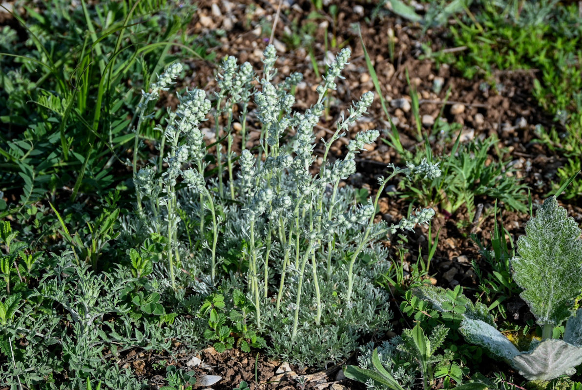 Изображение особи Artemisia caucasica.