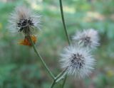 Hieracium borodinianum. Верхушка плодоносящего растения. Псковская обл., Себежский р-н, национальный парк \"Себежский\", восточнее оз. Выдрино, сосняк с подростом ели. 16.07.2010.