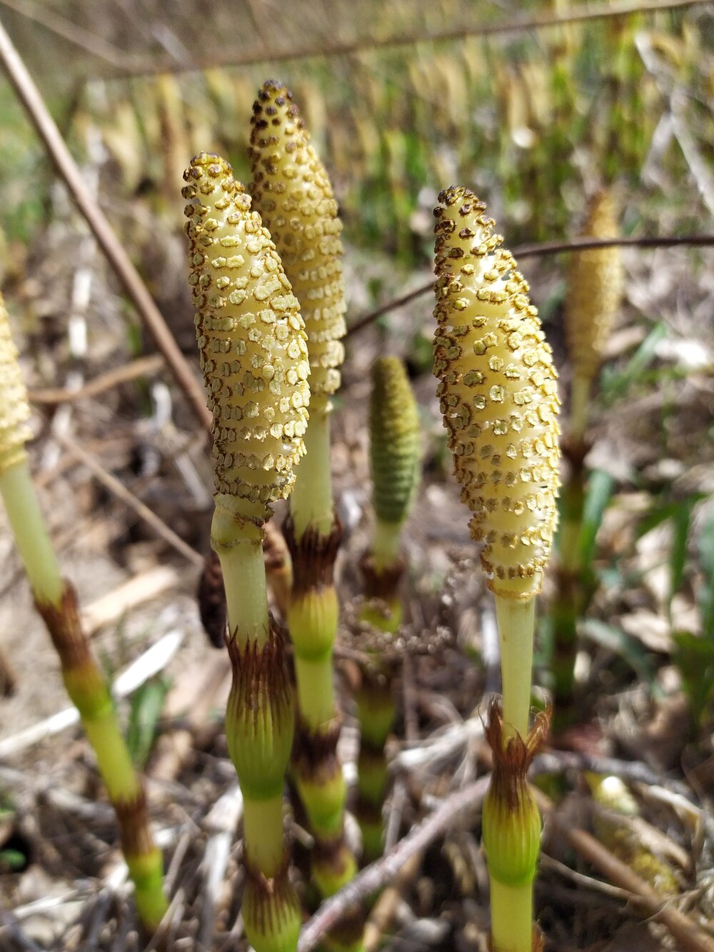 Изображение особи Equisetum telmateia.