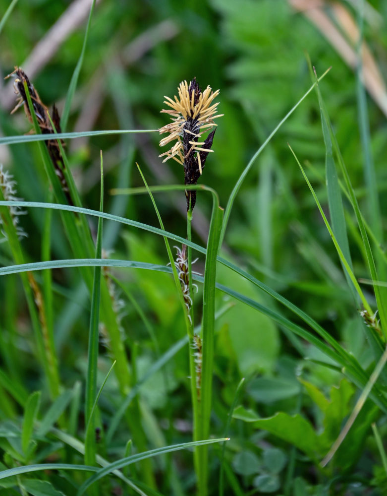 Image of genus Carex specimen.