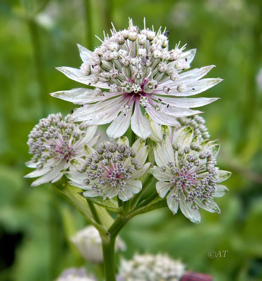 Image of Astrantia major specimen.