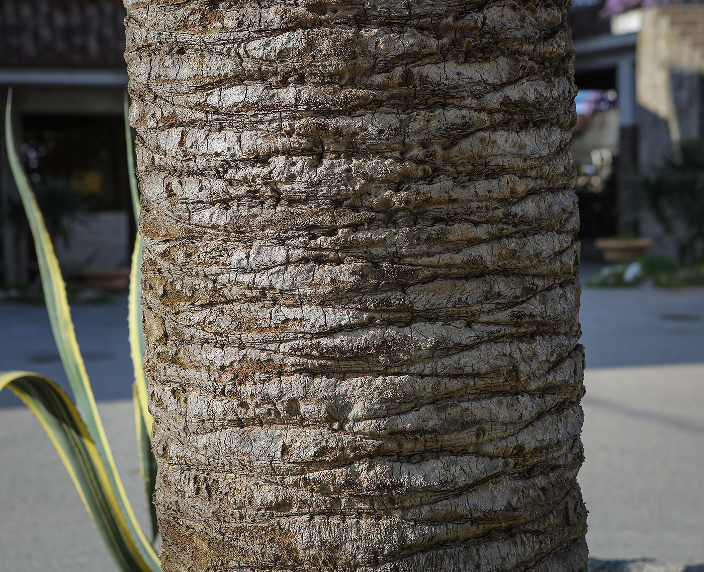 Image of Phoenix canariensis specimen.