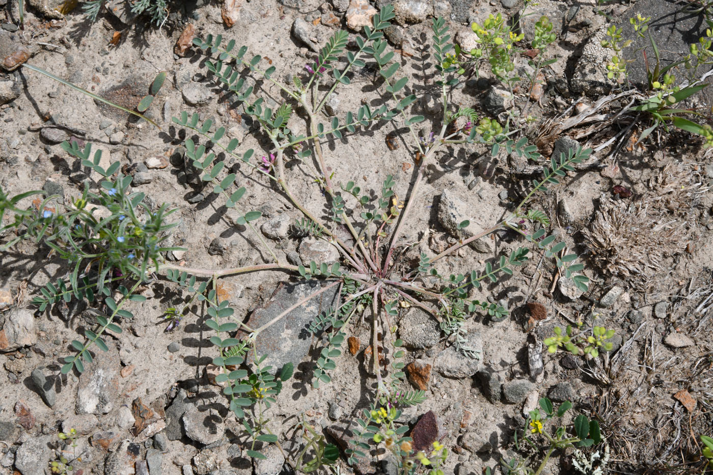 Image of Astragalus psiloglottis specimen.