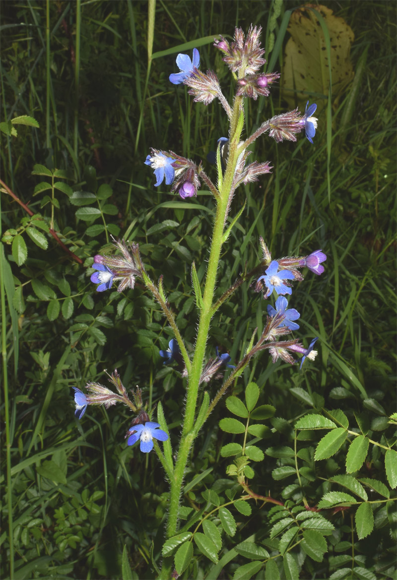 Image of Anchusa azurea specimen.