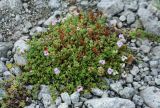 Saxifraga oppositifolia