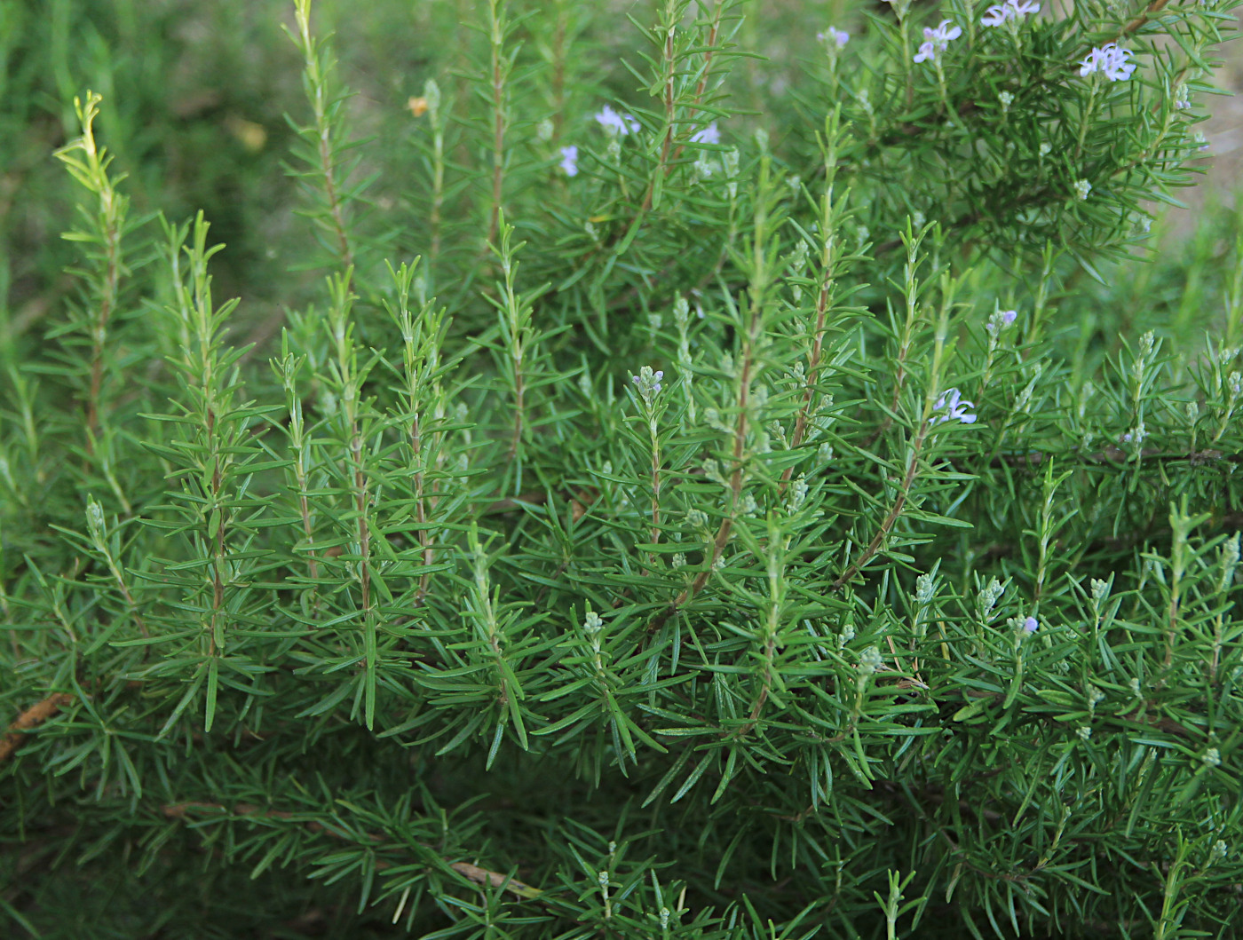 Image of Rosmarinus officinalis specimen.