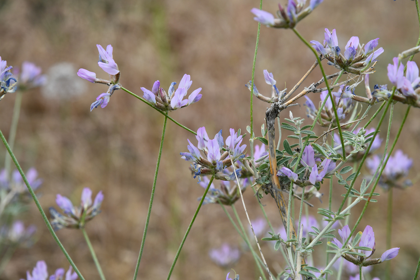 Изображение особи Astragalus arbuscula.