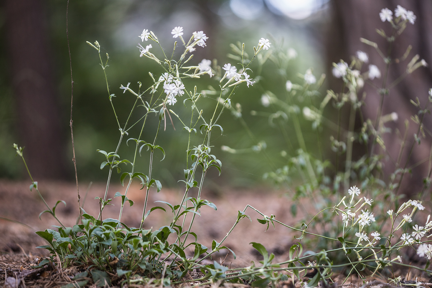 Изображение особи Silene italica.