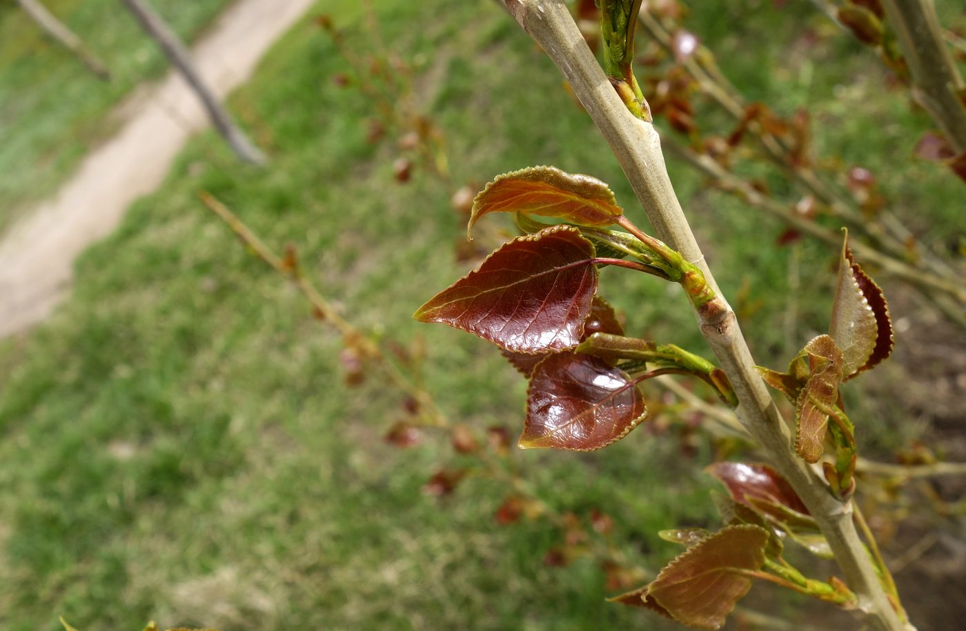 Image of genus Populus specimen.