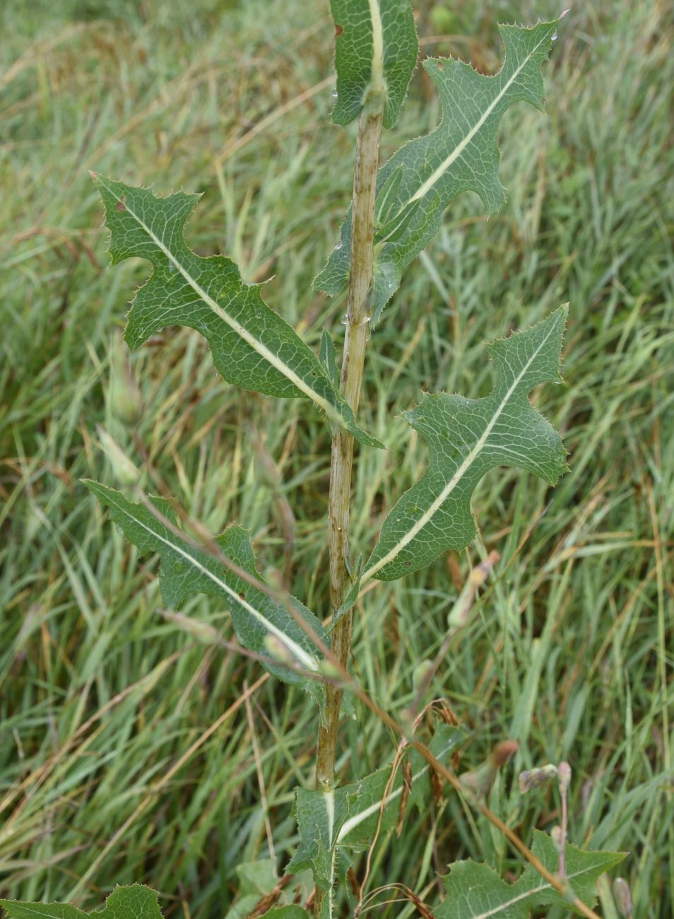 Изображение особи Lactuca serriola.