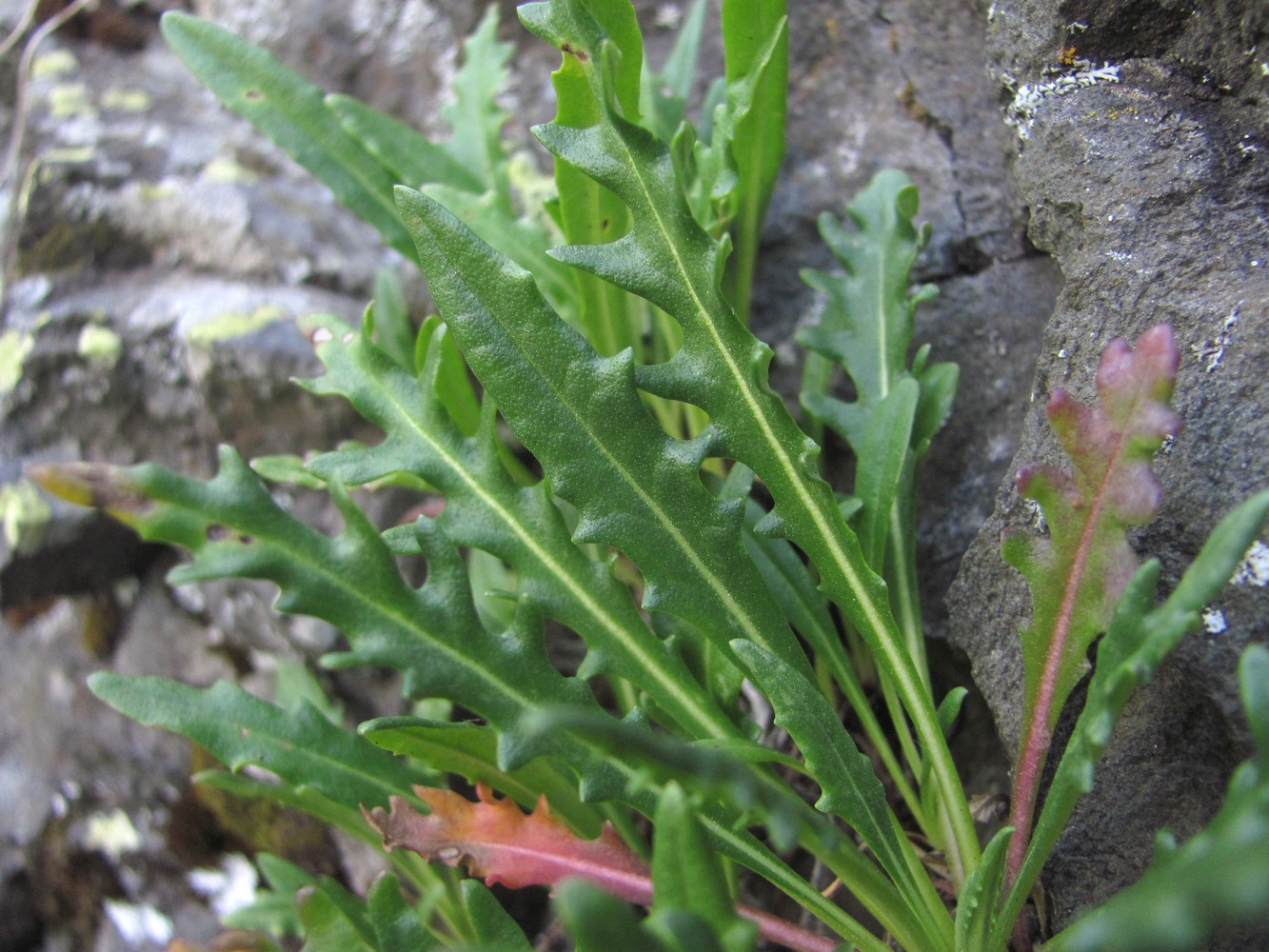 Image of Jurinea sosnowskyi specimen.