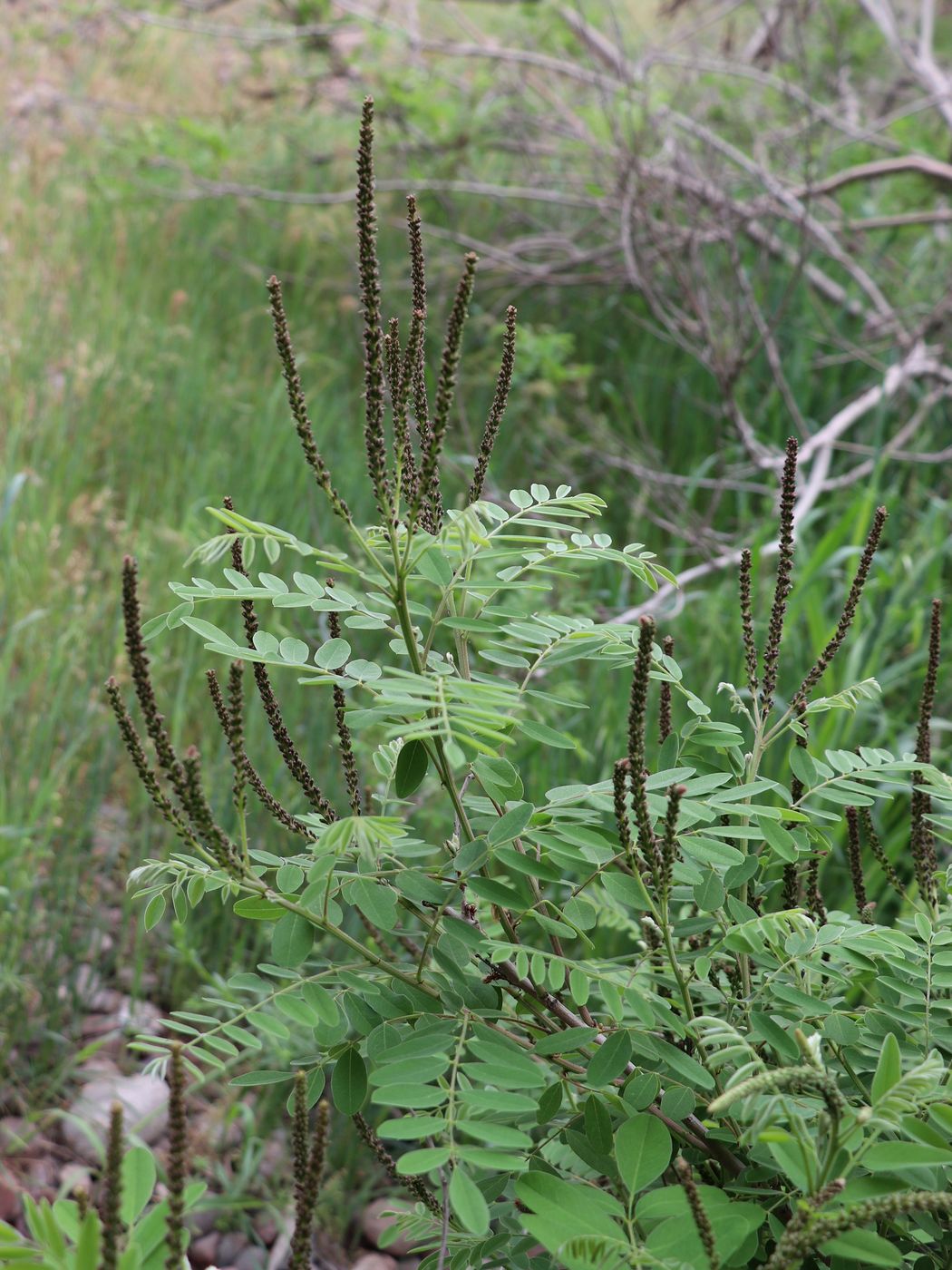 Изображение особи Amorpha fruticosa.