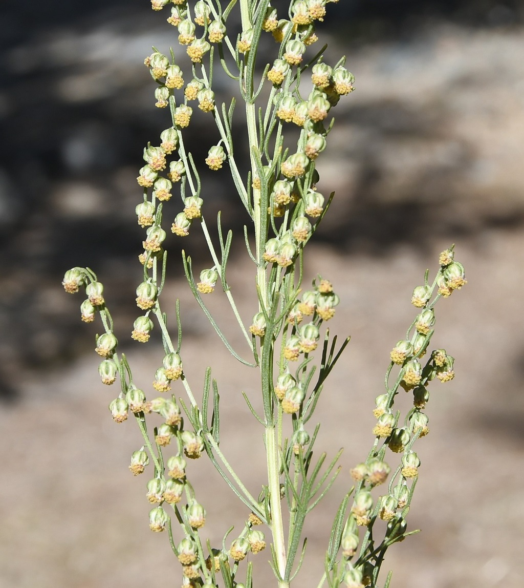 Image of Artemisia dracunculus specimen.