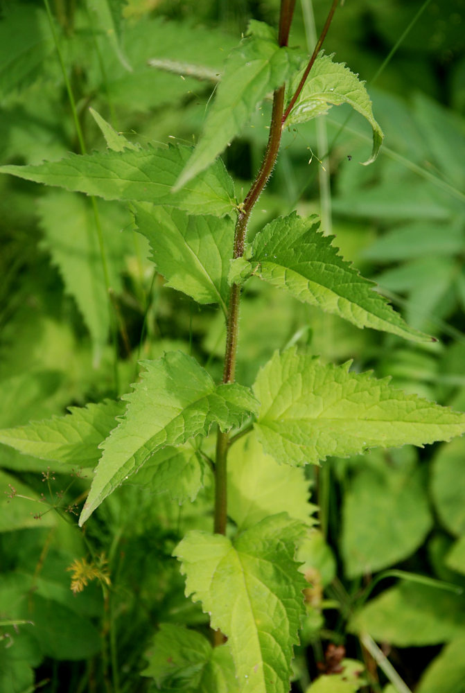 Image of Campanula trachelium specimen.