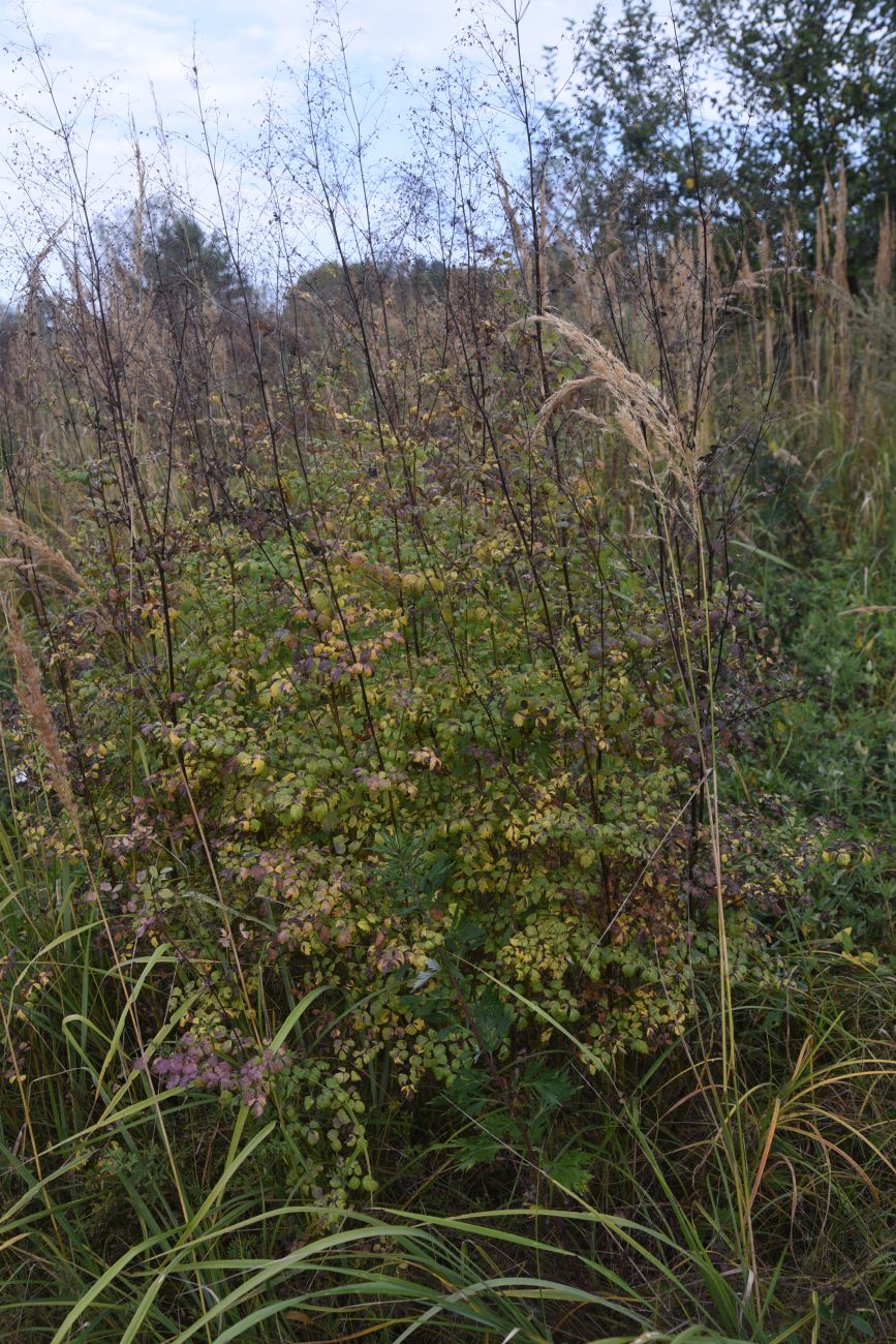 Image of Thalictrum minus specimen.