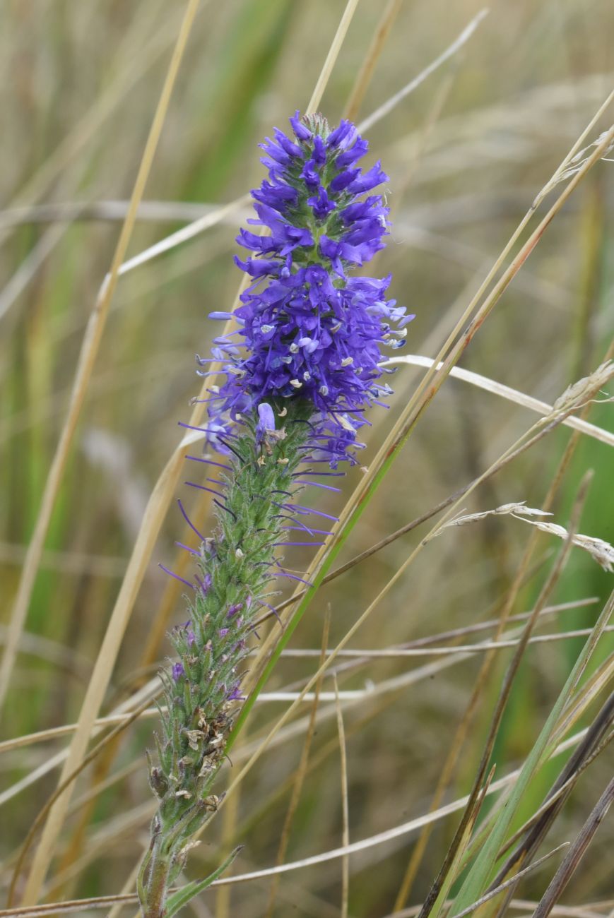 Image of Veronica spicata specimen.