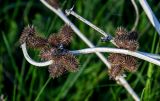 Xanthium orientale