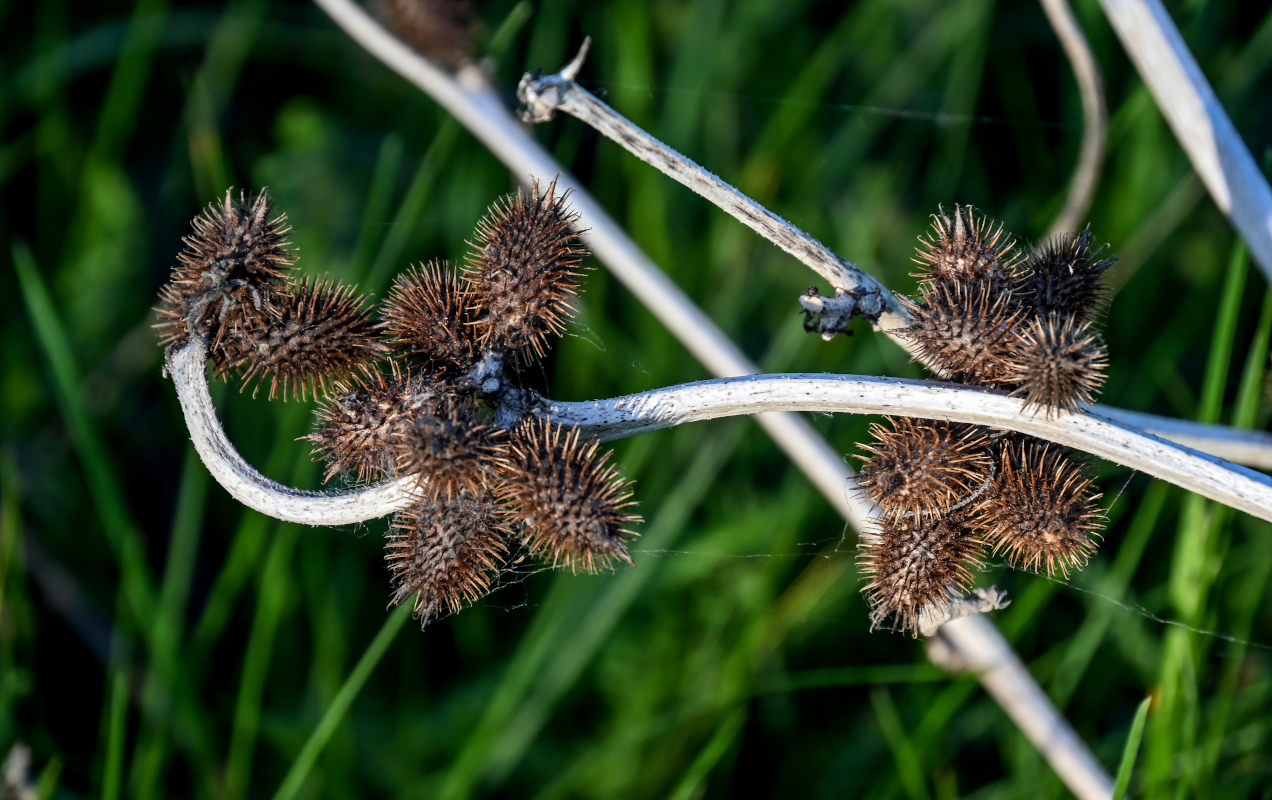 Изображение особи Xanthium orientale.