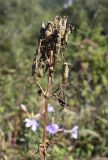 Saponaria officinalis. Верхушка побега с соплодием. Испания, автономное сообщество Каталония, провинция Жирона, комарка Рипольес, муниципалитет Мольо, окр. перевала Коль-де-Арес (1513 м н.у.м), склон северной экспозиции, обочина дороги. 15.09.2024.