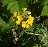 familia Brassicaceae. Верхушка цветущего растения. Чечня, Шаройский р-н, долина р. Цесиахк, рядом с домом Мансура, выс. ок. 1500 м н.у.м. заросшая протока реки. 27 июня 2024 г.