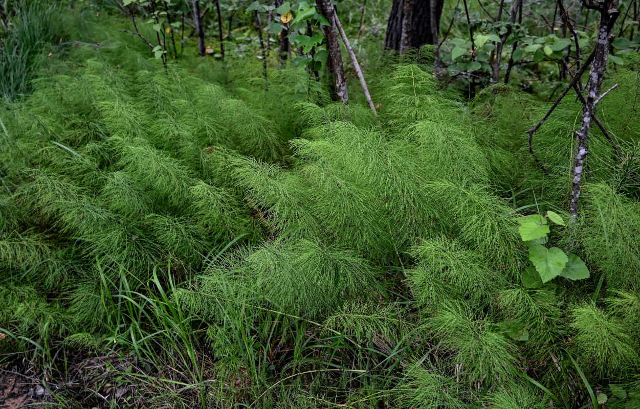 Image of Equisetum sylvaticum specimen.